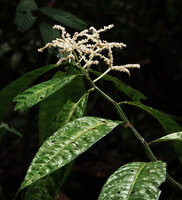 Elatostema variolaminosum, bright white much branched male inflorescence and pinnate venation usually characteristic of the Procris and Elatostematoides segregates, Gunung Mulu NP, Sarawak, Borneo