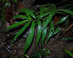 Elatostema integrifolium,  Danum Valley, Sabah, Borneo