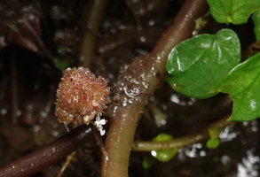 Elatostema sp., inflorescence, Sarambu Sikore waterfall, Tana Toraja, South Sulawesi
