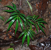 Elatostema integrifolium on earth bank, just after rain, Danum Valley, Sabah, Borneo