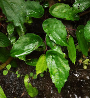 Elatostema sp., peltate leaves, Sarambu Sikore waterfall, Tana Toraja, South Sulawesi