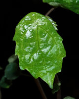 Elatostema sp., peltate scalloped leaf margin very similar to the sympatric Begonia vermeulenii, Sarambu Sikore waterfall, Tana Toraja, South Sulawesi