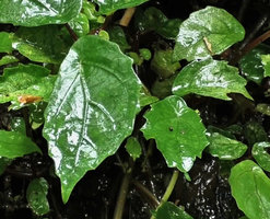 Elatostema sp., peltate scalloped leaves very similar to the sympatric Begonia vermeulenii, concerning the global shape, except venation, Sarambu Sikore waterfall, Tana Toraja, South Sulawesi