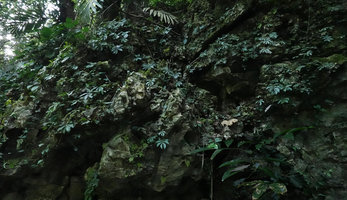Elatostema sp. population on limestone rocks, falcate strongly asymmetric leaves quite similar to species of the genus Sonerila,  Bantimurung, South Sulawesi