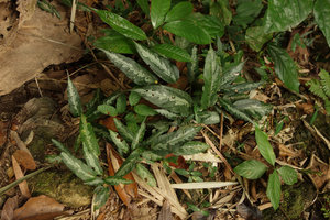 Elatostema sp., Ranong, Thailand