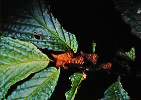 Elatostema sp., rufous furfuraceous oversized stipules basally dilated into a concave cavity inhabited by nesting ants, a seemingly first record of structural myrmecophily in the Urticaceae family, Timika, West Papua.