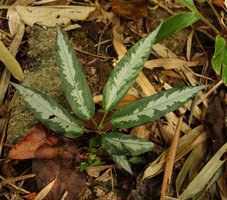 Elatostema sp., silver maculate leaves on each side of the median nerve, Ranong, Thailand