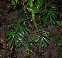Elatostema integrifolium stems hanging along earth bank, Danum Valley, Sabah, Borneo