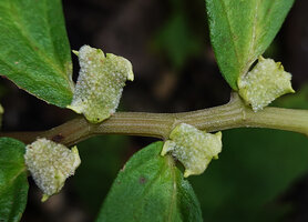 Elatostema strigosum, horned receptacle of inflorescences, Manusela NP, 800 m asl, Seram, Moluccas