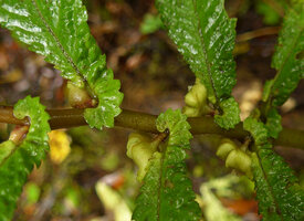 Elatostema tenellum, characteristic asymmetric auriculate leaf bases, Des Voeux Peak, Taveuni, Fiji
