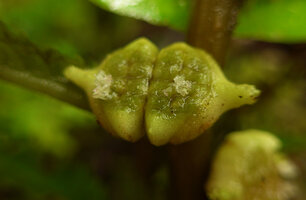 Elatostema tenellum, inflorescence, Des Voeux Peak, Taveuni, Fiji
