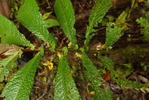 Elatostema tenellum, plagiotropic stem with alternate asymmetric auriculate sessile leaves, Des Voeux Peak, Taveuni, Fiji
