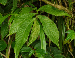 Elatostema tenellum, plagiotropic stem with asymmetric alternate leaves, Des Voeux Peak, Taveuni, Fiji
