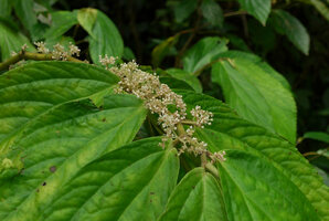 Elatostematoides australis, much branched male inflorescences, Biausevu, Viti Levu, Fiji
