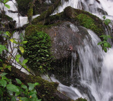 Elatostema tridens as a mat cushion rheophyte, Tari, 2000 m asl, Hela, Papua New Guinea