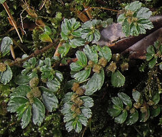 Elatostema tridens, creeping flowering stems, Tari, 2000 m asl, Hela, Papua New Guinea
