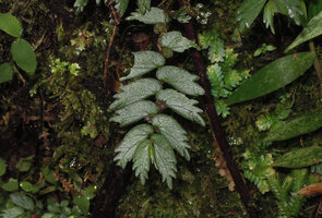 Elatostema tridens, Hela, Papua New Guinea