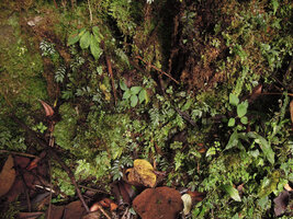 Elatostema tridens on mossy bank, Tari, 2000 m asl, Hela, Papua New Guinea