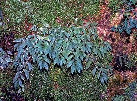 Elatostema umbellatum inside the Caverne Végétale, La Roche-Guyon