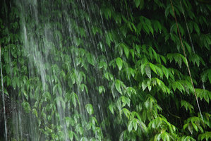 Elatostema under waterfall spray, Batukaru, Bali