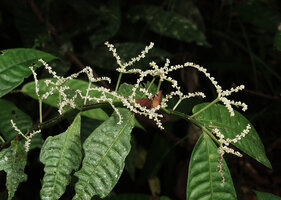 Elatostema variolaminosum, Gunung Mulu NP, Sarawak, Borneo