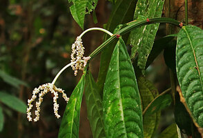 Elatostema variolaminosum, male and female inflorescences close up, Gunung Mulu NP, Sarawak, Borneo