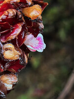 Elettaria floribunda, flower at anthesis and old decaying flowers, Horton Plains, Sri Lanka