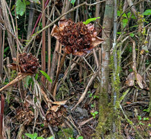 Elettaria floribunda, old infructescences with persistent involucral bracts, Horton Plains, Sri Lanka