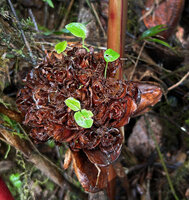 Elettaria floribunda, seedlings emerging from an old infructescence, Horton Plains, Sri Lanka