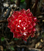 Elettaria floribunda, young inflorescence, each bract collects water and the first flower emerges, Fishing Hut, Maskeliya, Sri Lanka