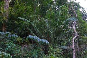 Encephalartos hildebrandtii and Anchomanes abbreviatus in rocky forest understory habitat, East Usambara, 300 m asl, Tanzania