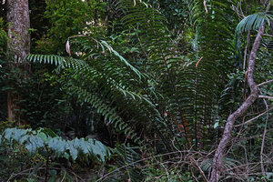 Encephalartos hildebrandtii fronds and Anchomanes abbreviatus compound leaf, East Usambara, 300 m asl, Tanzania
