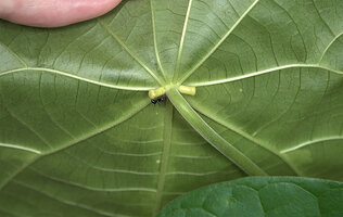 Endospermum cf. moluccanum, large stipitate cylindrical glands, Malagufuk, Sorong, SW Papua