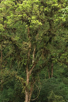 Engelhardtia spicata, the main branches festooned with epiphytes, mostly Orchids,Ferns and Bryophytes, Batu, Malang, Java