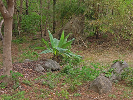 Ensete superbum in its dry bamboo forest rocky habitat, Suan Hin Maharat, Phrae, Thailand