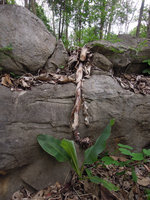 Ensete superbum, previous year dead monocarpic individual with dry reclining inflorescence, Suan Hin Maharat, Phrae, Thailand