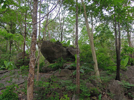 Ensete superbum, the rock banana, large population in its rocky forest habitat, Suan Hin Maharat, Phrae, Thailand