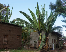 Ensete ventricosum, widely cultivated as an important food plant in humid areas at mid elevation, around 1500 m asl, Sodo, Wolayta, Ethiopia
