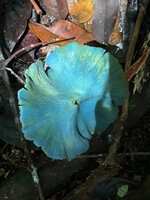 Entoloma hochstetteri, Manusela NP, Moluccas