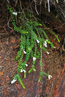 Epacris crassifolia on a vertical cliff, Wentworth falls, NSW, Australia