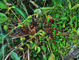 Epiamomum epiphyticum in forest canopy, basal erect inflorescences, Ulu Temburong, Brunei