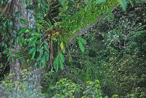 Epiamomum epiphyticum in forest canopy, Ulu Temburong, Brunei