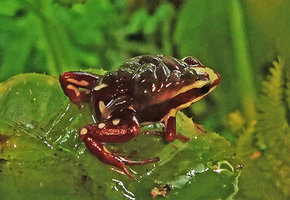 Epipedobates anthonyi, the male carrying the tadpoles on its back