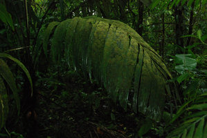 Epiphylles sur feuille de Palmier, Tenorio, Costa Rica