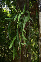 Epiphyllum phyllanthus, epiphytic in igapo forest, detail,  Manaos, Amazonas, Brazil