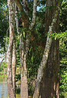 Epiphyllum phyllanthus, epiphytic in igapo forest, Manaos, Amazonas, Brazil