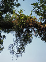 Epiphytic Orchids, Calcutta, India