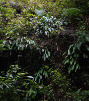 Epipremnum ceramense climbing on rocks, Waai waterfall, Ambon, Moluccas