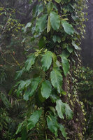 Epipremnum ceramense, Manusela NP, 1000 m asl, Seram, Moluccas