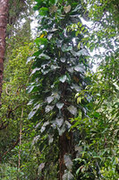 Epipremnum ceramense, Soya, Ambon, Moluccas